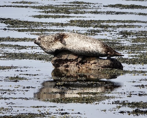 seal